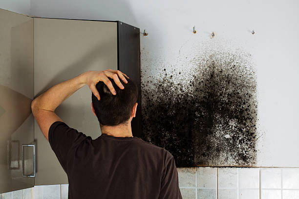 Best Certified Mold Removal  in Andrews, NC